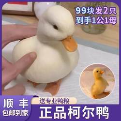 10,000 pieces have been sold in the genuine Cole duck store