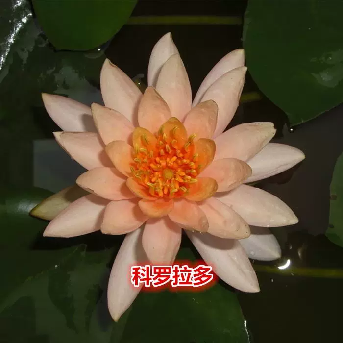 睡莲水培植池物盆栽带花四季开花卉荷大根块塘莲花