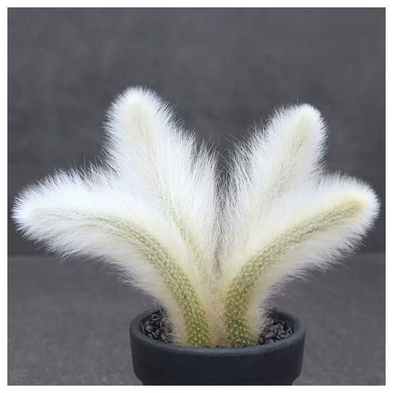 九尾狐多肉植物九尾狐多肉长毛猴尾柱仙人掌垂钓型植物稀有绿植 Taobao