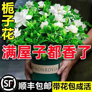 盆栽花大- Top 1万件盆栽花大- 2024年3月更新- Taobao