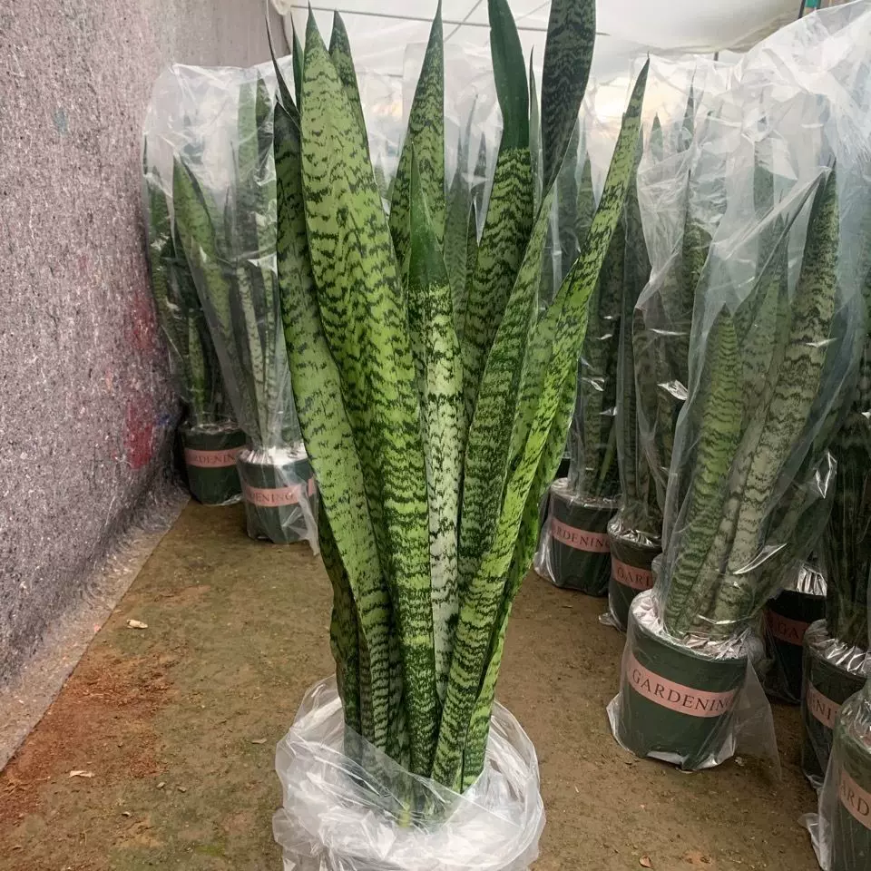 推荐 特价银脉虎皮兰新房盆栽内绿植花卉办公室四季好 推荐 特价银脉虎皮兰新房盆栽内绿植花卉办公室四季好