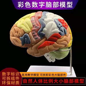 脑血管模型- Top 500件脑血管模型- 2024年4月更新- Taobao