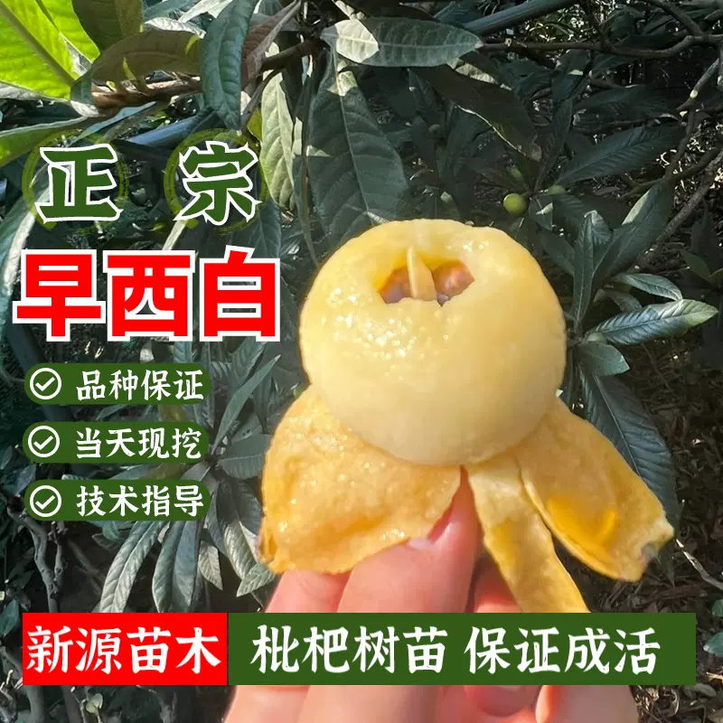 早西白枇杷树苗嫁接白肉白玉盆栽果苗南北方庭院地栽种植当年结果-Taobao