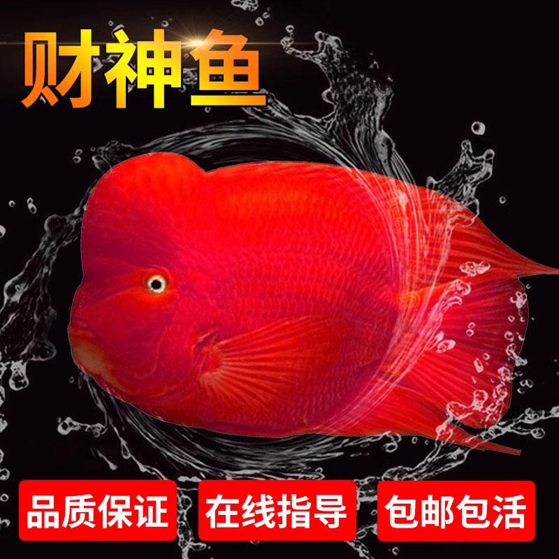 起头红财神鱼元宝鹦鹉鱼台湾热带观赏鱼发财招财鱼红鹦鹉活体鱼苗