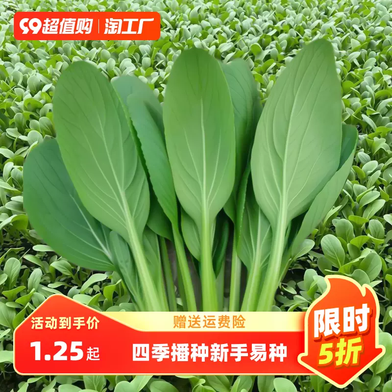 鸡毛菜苗 上海青 菜苗 ミニ青梗菜の苗 食用 ネコポスいっぱい 【公式通販】