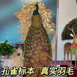 Peacock Specimen Ornaments White Peacock Real Feather Specimen Living Room Floor-Standing Home Decoration Wedding Housewarming Opening Gift