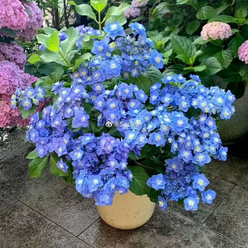 凯蒂的花园进口新品大花重瓣绣球花盆栽花手鞠万