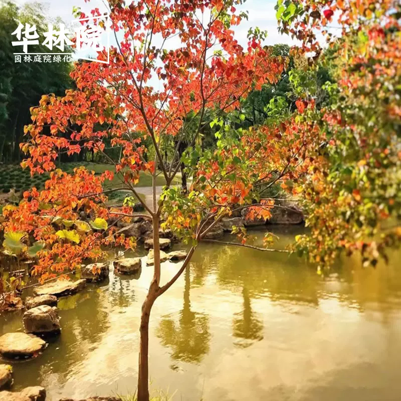 烏桕樹苗彩葉紅葉庭院風景大樹烏桕耐寒桕子菩提園林綠化工程苗木-Taobao