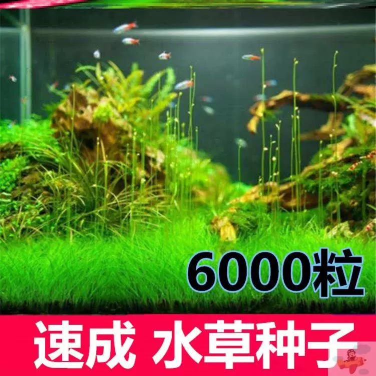 懒人水草入门级增氧淡水四季鱼缸里的绿植水养