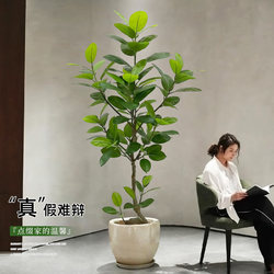 Artificial Rubber Tree Indoor Living Room Floor-Standing Potted Plant Decoration High-End Biomimetic Green Plant Fake Tree