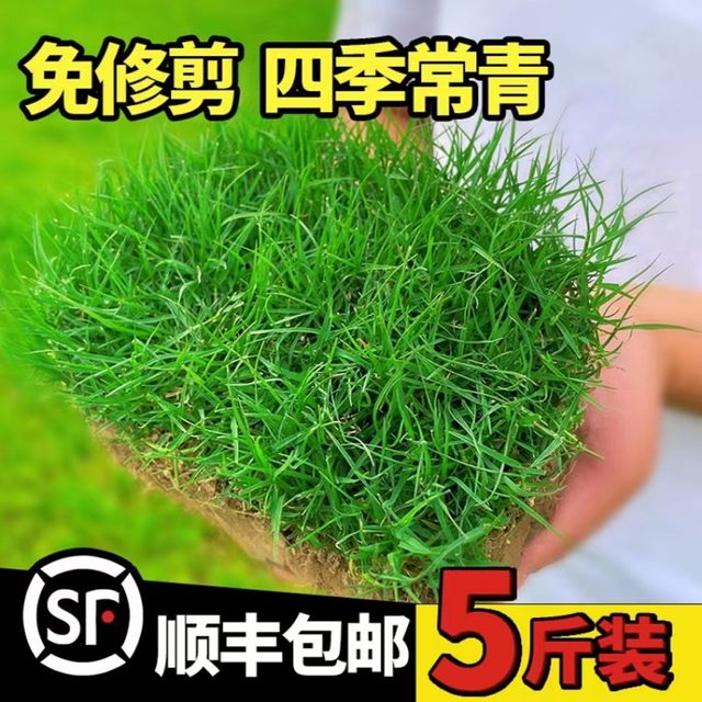 Lawn grass seeds four seasons evergreen slope protection Bermudagrass ...