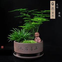 Asparagus potted plants with stone landscaping plants balcony green plants