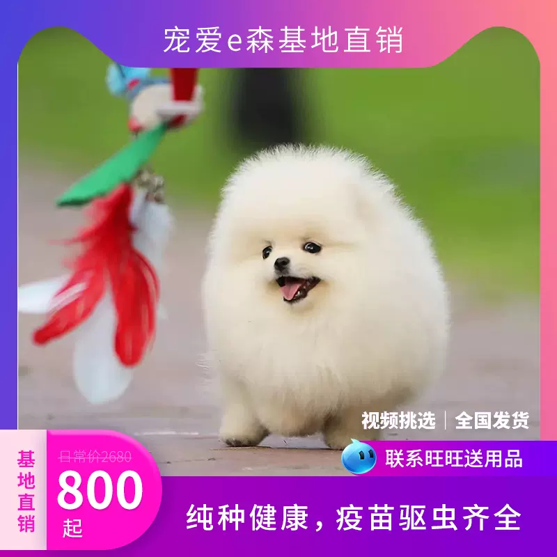 纯种俊介犬迷你茶杯犬博美幼犬哈多利球体博美幼犬