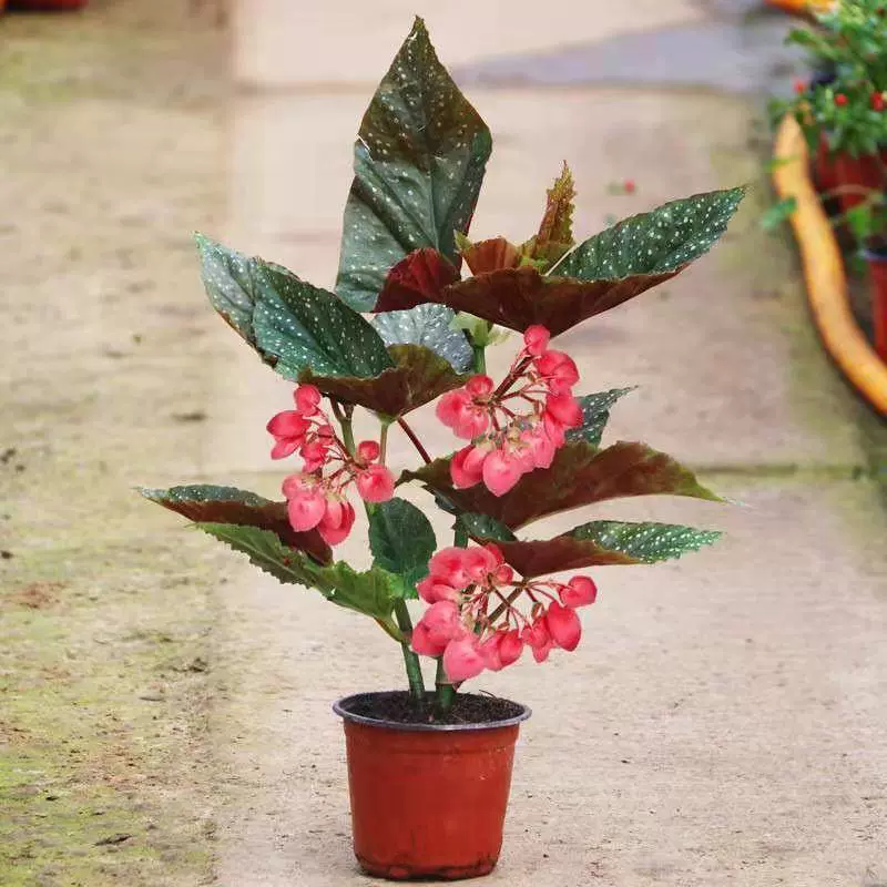 竹節海棠花盆栽包郵大葉斑點四季斑葉竹節秋海棠花卉綠植物