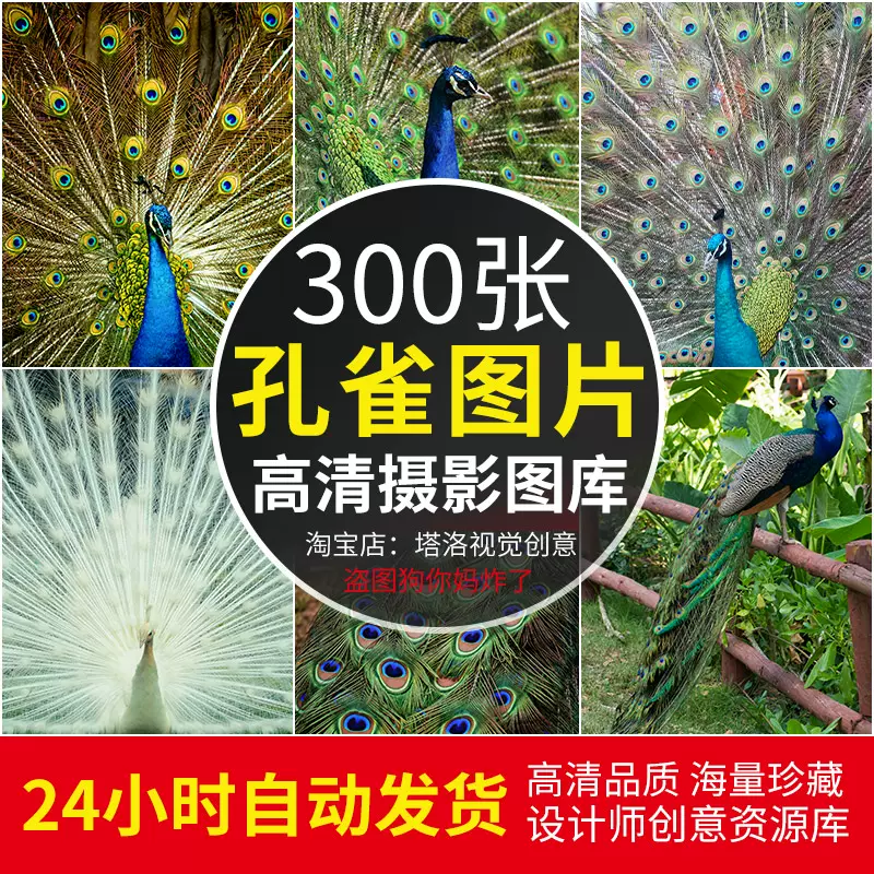 高清jpg素材孔雀開屏圖片白藍綠色野生鳥類攝影特寫照壁紙