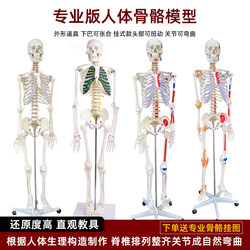 Adult Human Musculoskeletal Structure Full-Body Skeleton Model Detachable Medical Spine Yoga Skeleton Teaching Aid