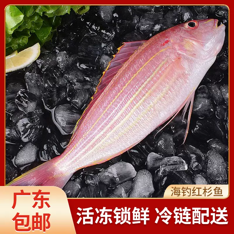海捕红杉鱼深海金丝鱼冰鲜冷冻水产红三鱼新鲜海鱼红衫鱼钓金线鱼-Taobao