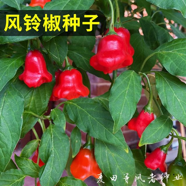 Wind chime pepper seeds early ripening ornamental pepper bell pepper vegetable seeds sowing in the spring four seasons of the balcony potted vegetable seeds