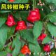 Wind chime pepper seeds early ripening ornamental pepper bell pepper vegetable seeds sowing in the spring four seasons of the balcony potted vegetable seeds