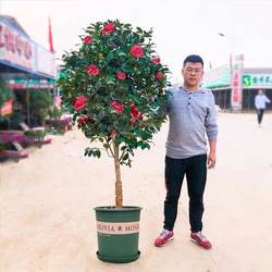Cold-resistant camellia saplings for frozen planting in courtyard villas
