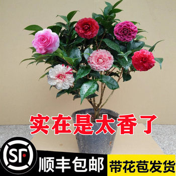 Tea potted with flower buds and saplings in the mountains indoor