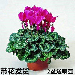 Cyclamen potted plant with buds, indoor flower with double petals