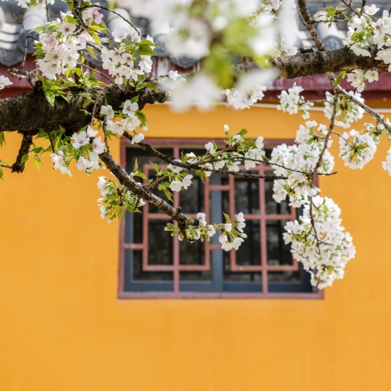 山西五台山+乔家大院+平遥古城2天1晚跟团游 含1早2正+平遥小景点