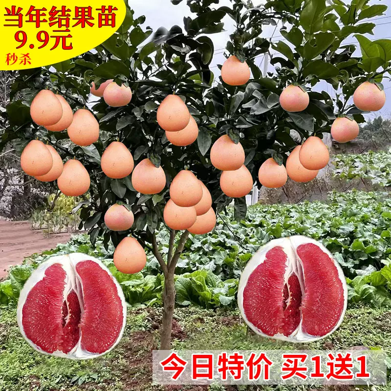 ゆず盆栽 柚子 樹高約42cm はかない