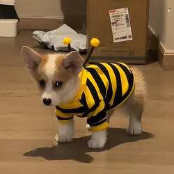 Dog Clothes Autumn and Winter Style Bee Outfit Small Corgi Teddy Bichon Poodle Small Dog Pet Warm Cat Sweatshirt