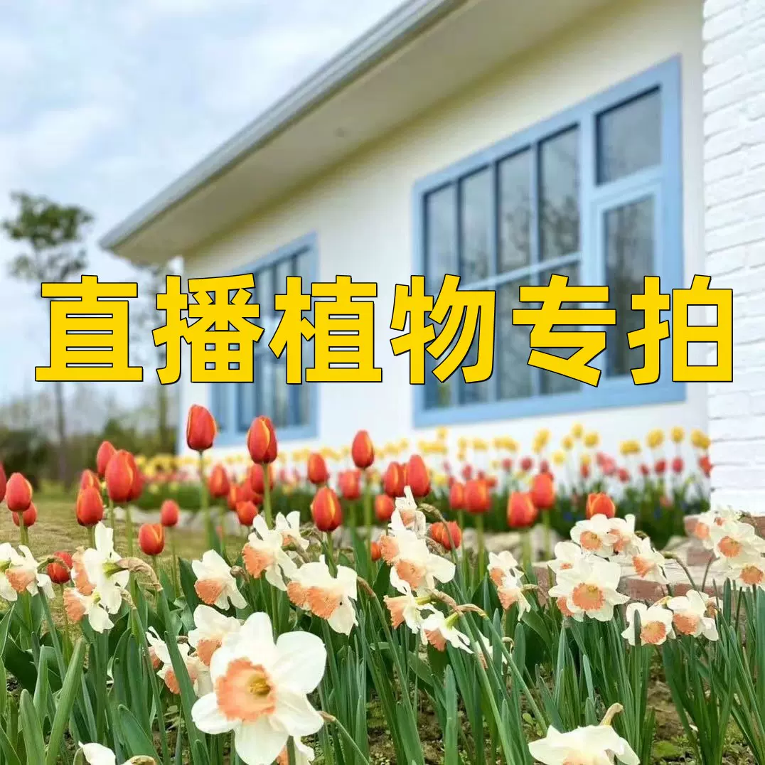 半糖花园植物直播专拍四季开花盆栽地栽阳台庭院植物好养新手