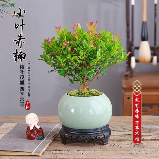 Xiaoye Chinan Old Pile Seedlings, Purple Sandalwood Micro Landscape Hydroponic Cultivation Office, Four Seasons Good Care, Golden Silk Nanmu Green Plants