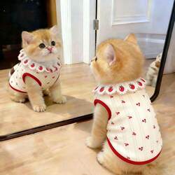 Pet Clothes Cat Lace Vest Super Cute Spring and Summer New Cherry Print Gold Gradient Ragdoll Cat Breathable Thin Style