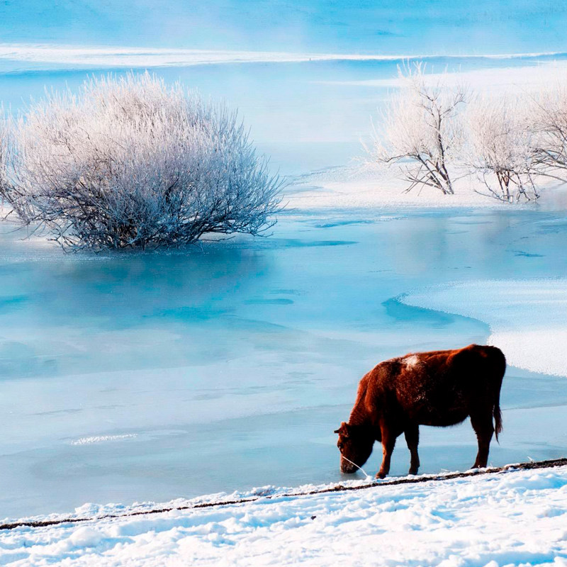 【住4钻/5钻】古北水镇+坝上+乌兰布统+木兰围场4日3晚私家团