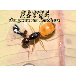 Black Gold Bowback Ants - Buy More, Get More Free