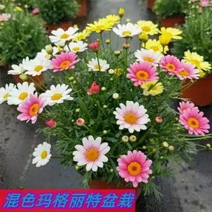 小菊鮮花- Top 500件小菊鮮花- 2024年4月更新- Taobao