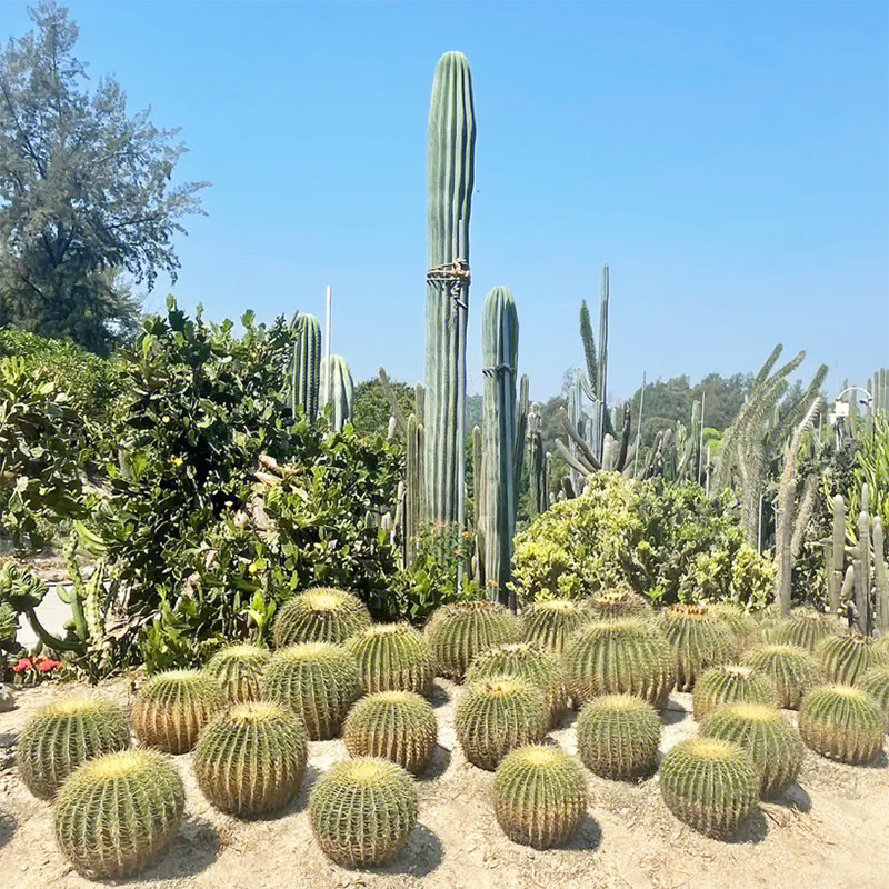 厦门鼓浪屿2-16人四日游厦门大学入校泉州蟳埔村 厦门3晚4日游