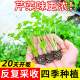 Four seasons fruits, small parsley seedlings, large celery seedlings, old varieties, celery root seedlings, celery seeds, autumn vegetable seedlings