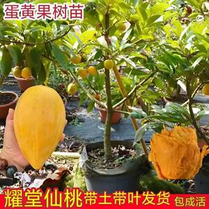 
Authentic egg yolk fruit saplings grafted with Yaotang fairy peach seedlings shipped with fruit and egg fruit seedlings planted in four seasons to produce results in the same year