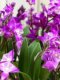 Lazy plants with flower buds Australian perfume Dendrobium orchid potted plant strong fragrance office flowers indoor micro bonsai hydroponics
