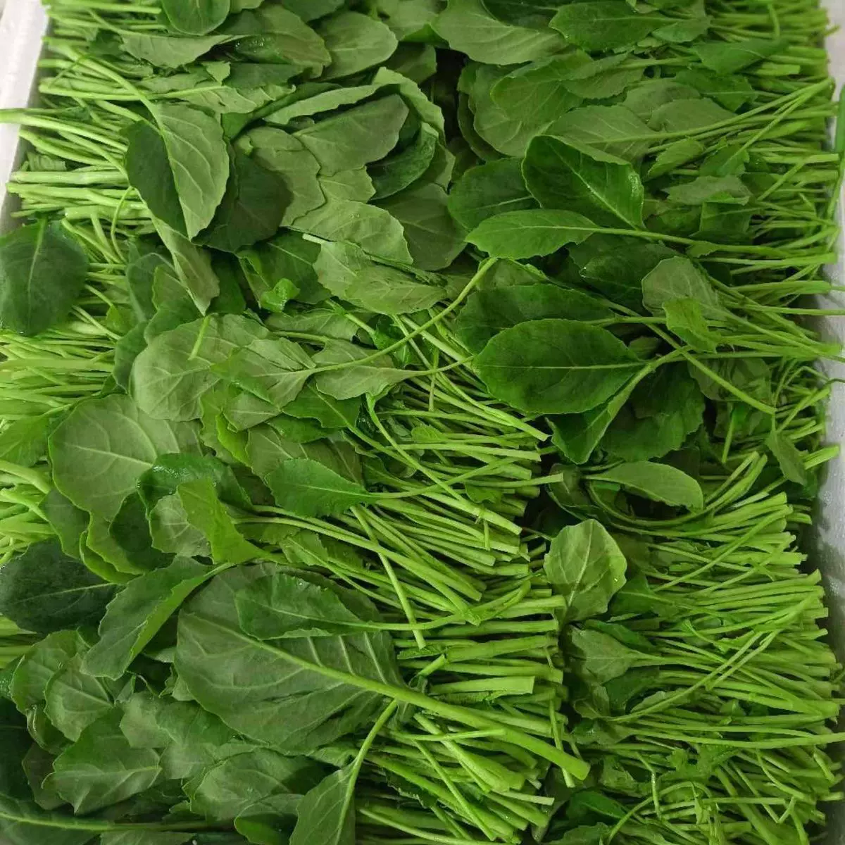 四川新鲜野菜白刺尖苦刺菜簕菜苦刺心白簕鲜嫩勒菜三加叶1/2/5斤-Taobao 