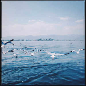 
44 LR/PS preset retro 135 film camera film simulation portrait street photography landscape profile mobile phone