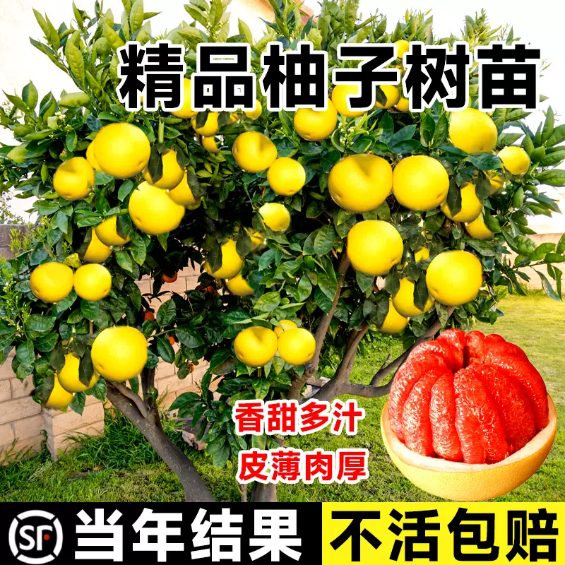 红心柚子树苗盆栽嫁接水果树果苗文旦马家南北方种植庭院当年结果