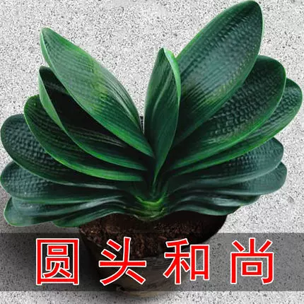 君子蘭盆栽植物室內精品圓頭和尚大小苗帶花苞客廳花卉綠植好養-Taobao