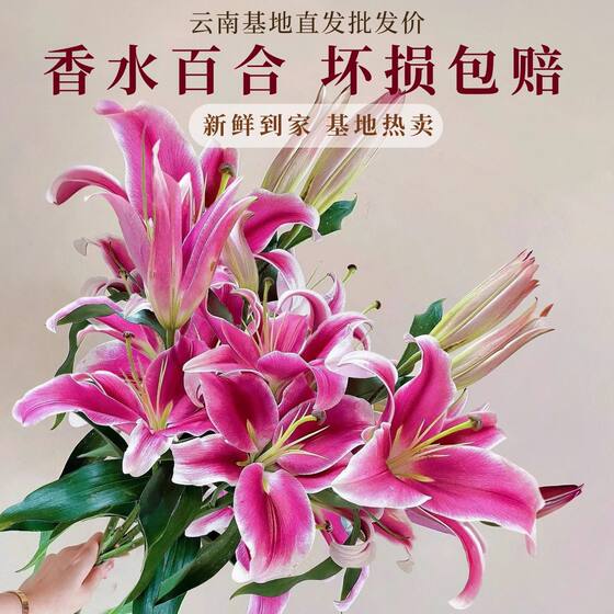 Perfume Lily Flower, Yunnan Zhiwa Kunming Base Direct Cut Fresh Cut Flower Hydrophobu, Flower and Flower Express Same City