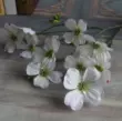 10 Gou hoa gỗ mô phỏng phong lan Phalaenopsis phong lan trang trí nội thất hoa cưới hoa giả hoa để bàn hoa trang trí ánh sáng sang trọng hoa mộc lan giả đào đông giả Cây hoa trang trí