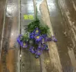 Yuhan Xiaoye bó hoa cúc hoa nhân tạo hoa cúc hàng rào hoa cúc mới một số ít hoa hoa trang trí châu Âu cây hoa đào giả dây leo giả trang trí Cây hoa trang trí