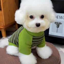 Pet Dog Spring and Autumn Clothes, Cute Sweatshirt for Small Dogs Like Teddy, Bichon, Pomeranian, Can Be Used with Leash, Anti-Shedding for Cats