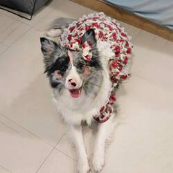 Dog Clothes for Medium and Large Dogs, Spring and Autumn Comfortable Anti-Shedding Summer Dress, Rose Princess Dress, Same Style Dog Dress