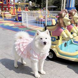 Dog Clothes for Medium and Large Dogs, Skirts for Spring and Autumn, Comfortable and Anti-Shedding, Summer Clothes, Cute Princess Skirts, Internet-Famous Dog Skirts