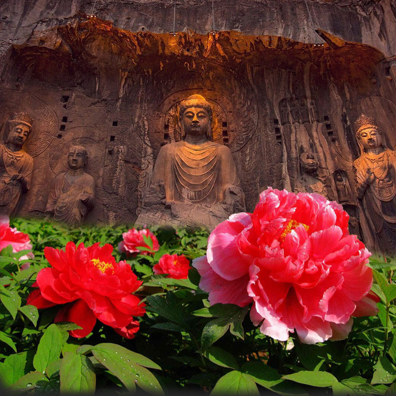 洛阳起止20人精品小团少林寺龙门石窟一日游洛阳跟团旅游含讲解